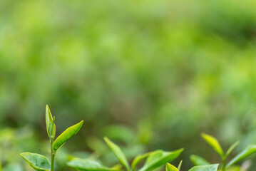 Green tea tree leaves field plant in camellia sinensis organic farm. Close up Tree tea plantations mountain green nature background in morning. Fresh young tender bud herbal Green tea tree in farm