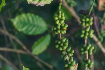 Fresh coffee bean green leaf bush ecology berry plant. Green coffee bean berry plant fresh raw seed coffee tree growth in eco organic farm. Close up Green seed berries harvest arabica coffee garden