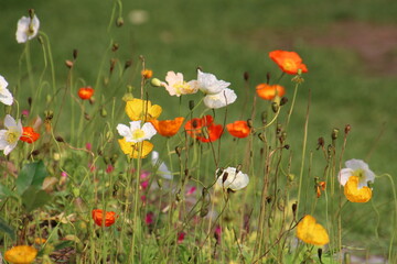 field of poppies