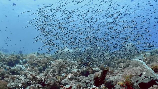Coral reef underwater. Flock of small beautiful reef fishes at the bottom of the sea. 