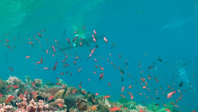 A colorful coral fish underwater background. A flock of vibrant tropical fish flopping around corals while scuba diving. Diver on backstage dives into the water from the boat