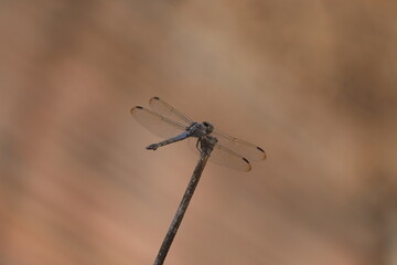 Depicting the graceful posture of the dragonfly and its perfect alignment with the stick, the image...