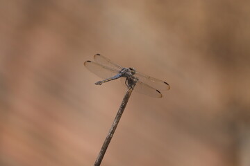 Depicting the graceful posture of the dragonfly and its perfect alignment with the stick, the image...