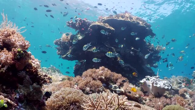 Coral reef underwater. Flock of small beautiful reef fishes at the bottom of the sea. 