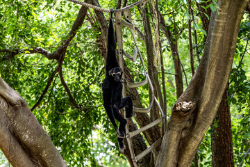 Common gibbons on tree branch.