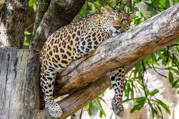 Leopard sleeping on the tree in zoo. Leopard lying on the tree and sleeping.
