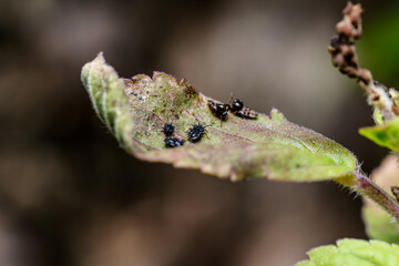 Close up, Lace bugs (Corythucha marmorata) on holy basil leaf, macro photography.