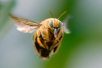 Flying carpenter bee in closeup, animal closeup 