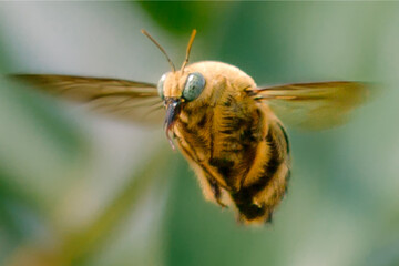Flying carpenter bee in closeup, animal closeup 