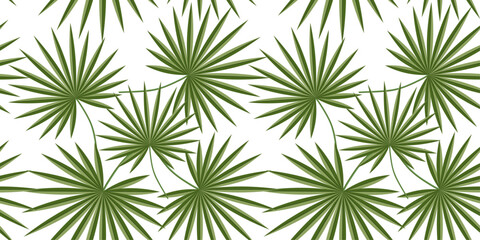 Background, seamless pattern on a transparent background - Washingtonia palm leaves.