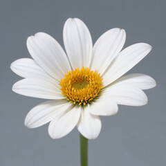 Fototapeta premium white daisy flower