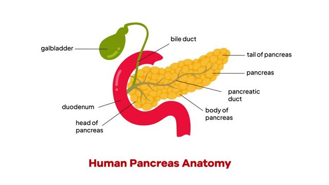 Cartoon Human Pancreas Anatomy Animation