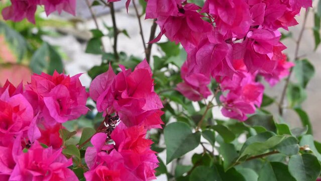 Bougainvillea glabra, the lesser bougainvillea or paperflower is the most common species of bougainvillea used for bonsai. Pink paperflower on a yard. pink baugenville flowers moving in the wind.