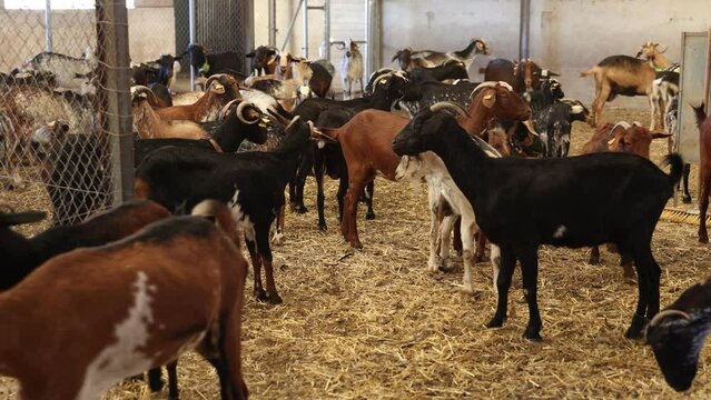 View of flock of adult domestic goats with neckbells and ear tags in barn with straw as bedding. Breeding of small cattle concept