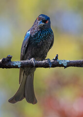 Spangled Drongo