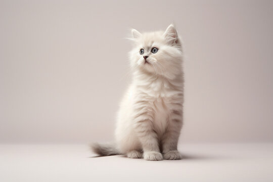 Gato branco isolado no fundo cinza - Papel de parede