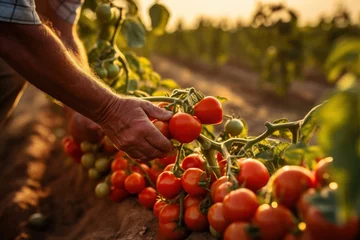 Deurstickers Farmers harvest tomatoes in a tomato plantation garden. © Attasit