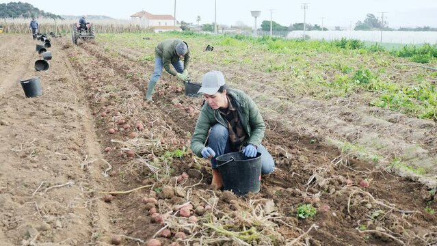 Focused farm workers harvesting organic potato crop on field on autumn day