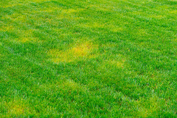 Yellow spots of frozen grass on a green mowed lawn. Diseases on the lawn after winter
