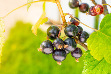 Black currant grows in the garden close-up, blurred background