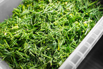 Chopped fragrant dill in a plastic container close-up, prepared for freezing for the winter. Preparing greens in summer for use in winter