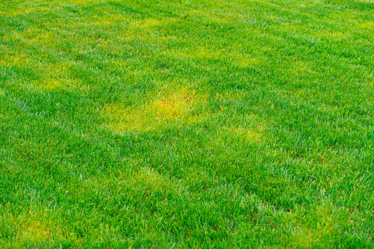 Yellow spots of frozen grass on a green mowed lawn. Diseases on the lawn after winter