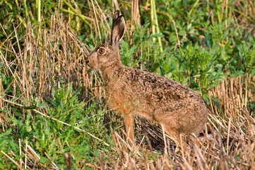 Bunny Lepus europaeus is resting and eating on sunny spot on the field. Very expanded hare in Czech republic. Summer evening.