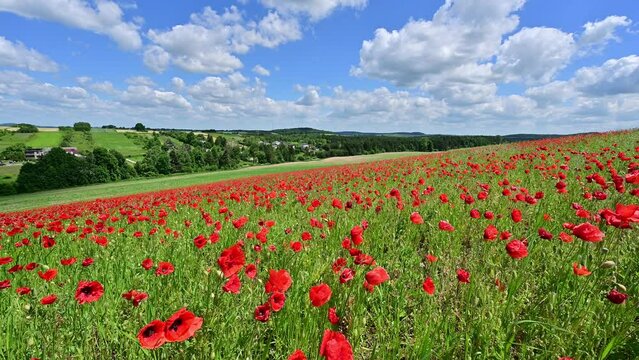 field of poppies and blue sky	