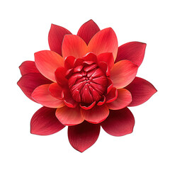 Red Lotus flower isolated on transparent background Generative AI