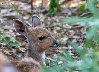 A Nyala calf hides in a thicket in the Kruger National Park in South Africa