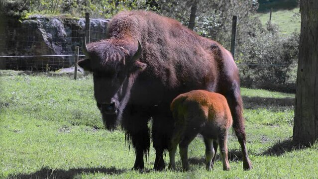 Bison cow with suckling young animal