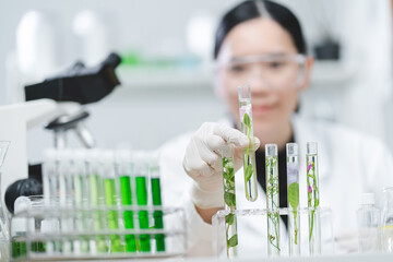 plant in medical pharmacy science research at chemical medicine laboratory for pharmaceutical...