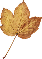 Digital png photo of brown autumn leaf on transparent background