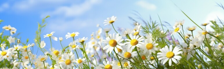 Flowers in a field of chamomile and blue wild peas against a blue sky with clouds in the morning. Nature landscape, macro shot.