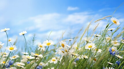 Flowers in a field of chamomile and blue wild peas against a blue sky with clouds in the morning. Nature landscape, macro shot.