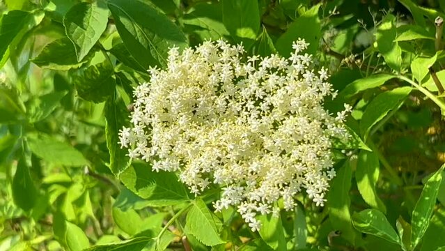 Flowering Elder (Sambucus nigra) in Ystas, Scania, Sweden, Scandinavia, Europe