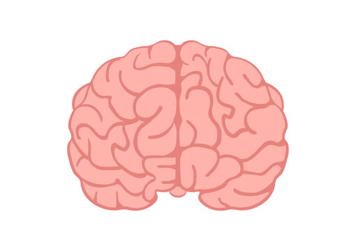 正面から見た人間の大脳