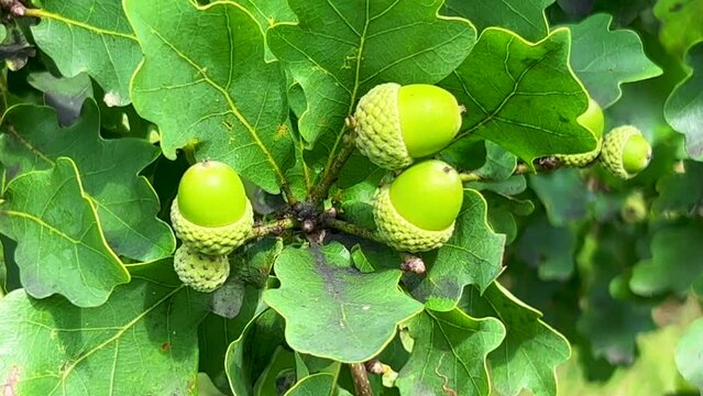 Unripe acorns of the oak (Quercus robur) in Scania, Sweden, Scandinavia, Europe