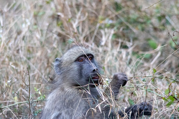 Chacma baboon behavior isolated in the Kruger National Park in South Africa