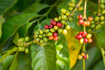 coffee beans on the tree ready to be harvested	