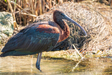 The glossy ibis, latin name Plegadis falcinellus, searching for food in the shallow lagoon.