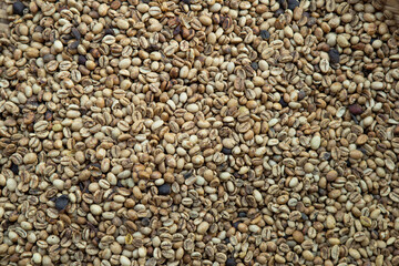 Kopi luwak or civet coffee, Coffee beans excreted by the civet	