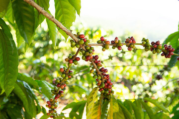 Coffee bean on coffee tree in Cafe Plantation