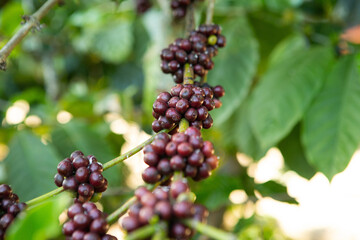 coffee beans on the tree ready to be harvested	