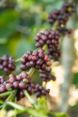 Coffee bean on coffee tree in Cafe Plantation