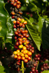 coffee beans on the tree ready to be harvested	