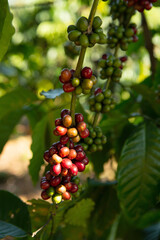 coffee beans on the tree ready to be harvested	