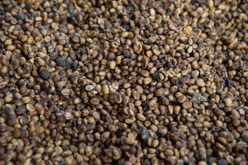 Kopi luwak or civet coffee, Coffee beans excreted by the civet	