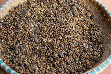 Kopi luwak or civet coffee, Coffee beans excreted by the civet	