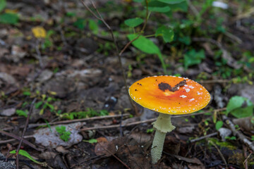Close-up picture of a Amanita poisonous mushroom in nature